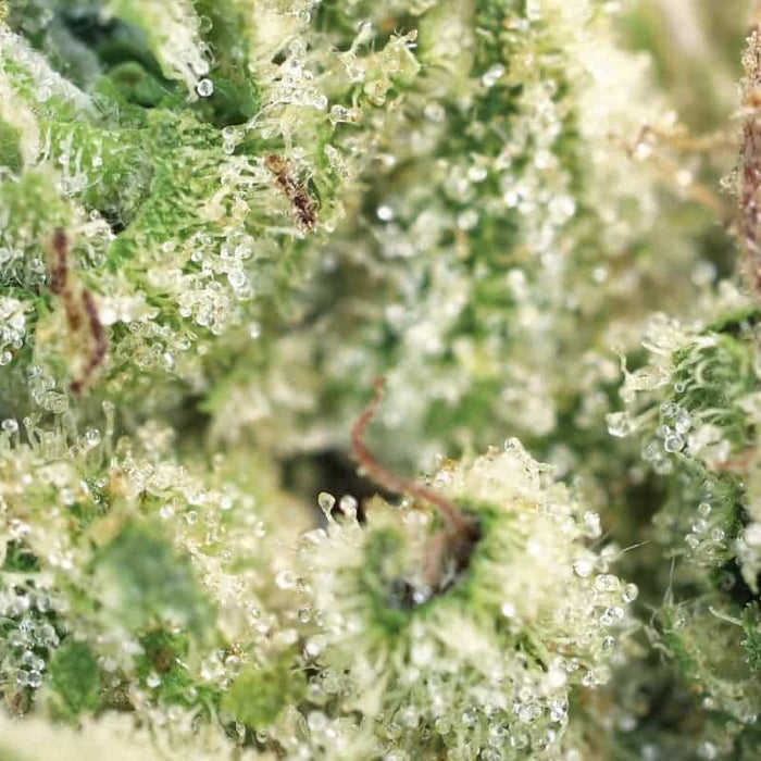 The Evolution of Terpenes: A Journey Through Science and Innovation