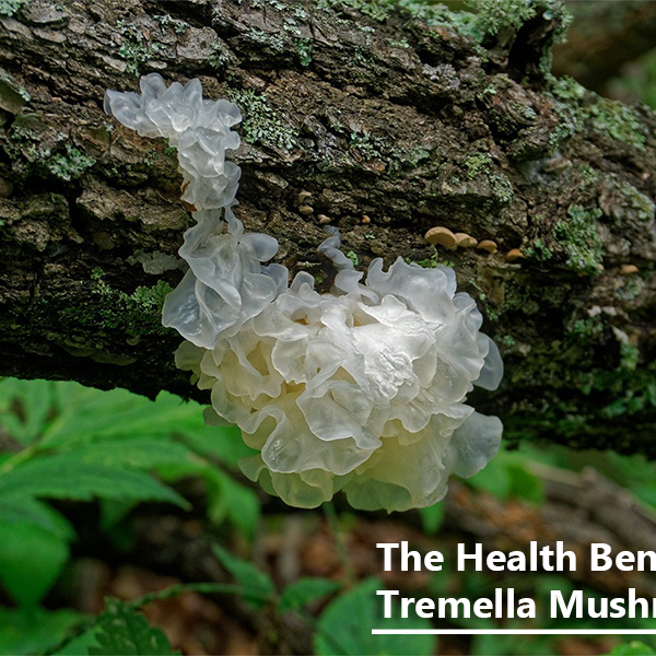 The Health Benefits of Tremella Mushroom