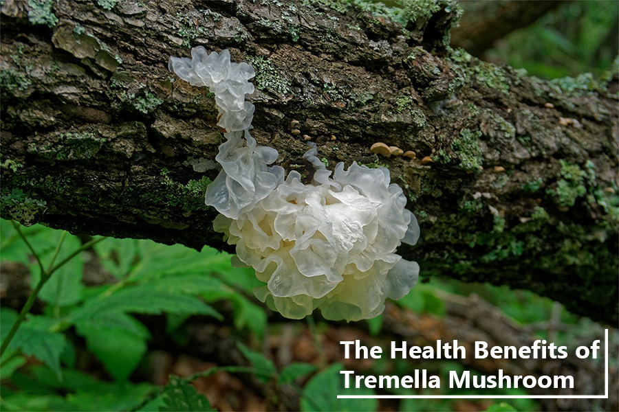 The Health Benefits of Tremella Mushroom