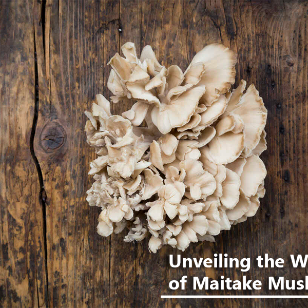 Unveiling the Wonders of Maitake Mushrooms