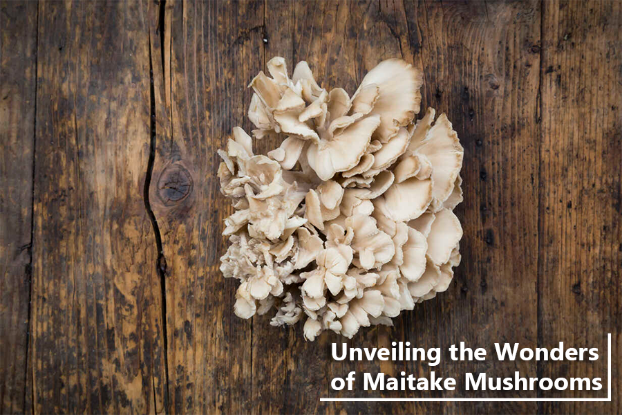 Unveiling the Wonders of Maitake Mushrooms